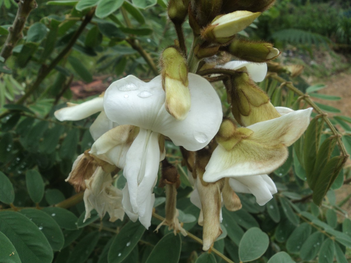 Tephrosia vogelii Hook.f.